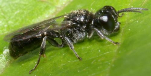 Crossocerus megacephalus