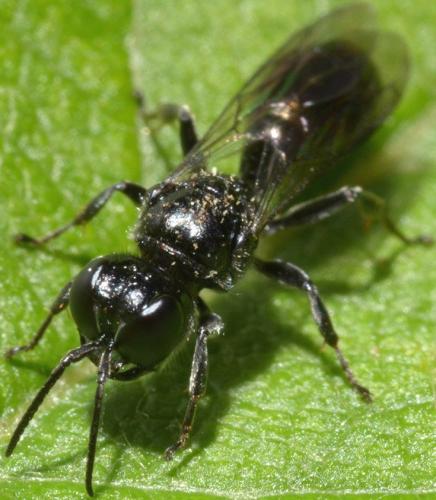 Crossocerus megacephalus