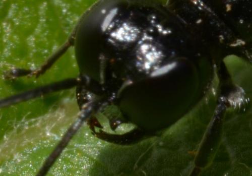 Réf. 94 872 : Crossocerus megacephalus