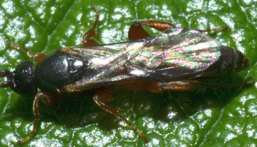 Réf. 94 235 : Hypsicera sp.