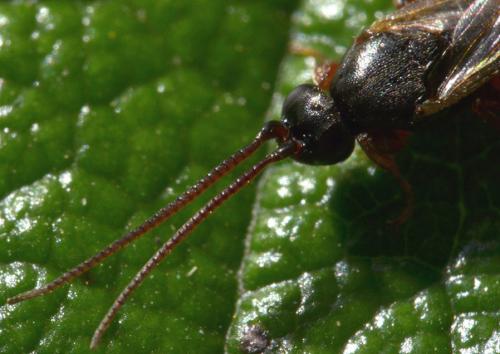 Réf. 94 193 : Hypsicera sp.
