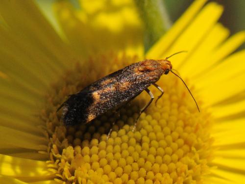 Apodia bifractella