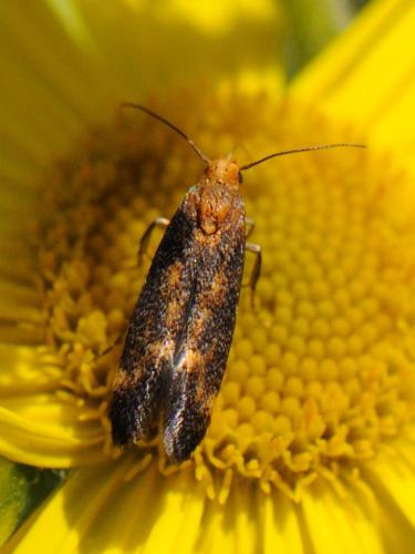 Apodia bifractella