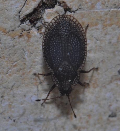 Acalypta parvula