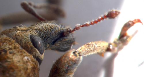 Brachypera zoilus