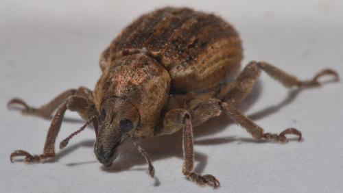 Brachypera zoilus