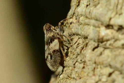 Issus coleoptratus