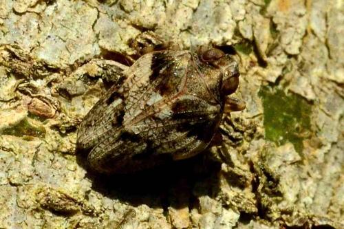 Issus coleoptratus