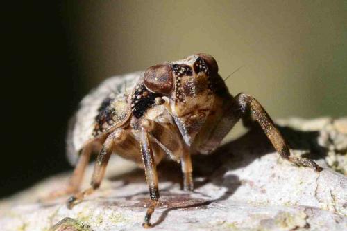 Issus coleoptratus