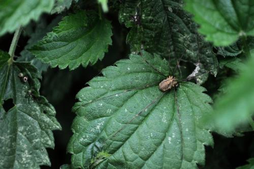Opilio canestrinii