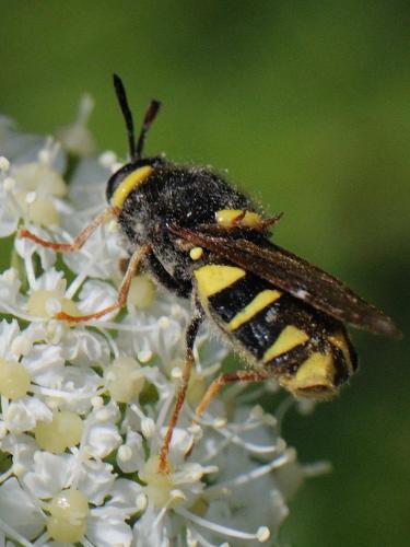 Stratiomys concinna