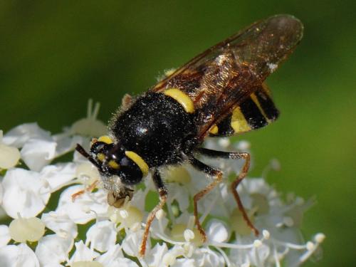 Stratiomys concinna