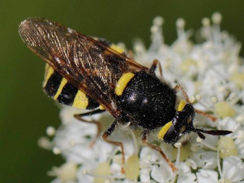 Stratiomys concinna