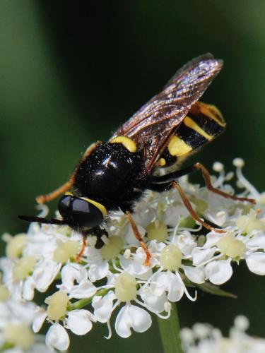 Stratiomys concinna