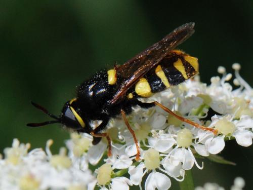 Stratiomys concinna