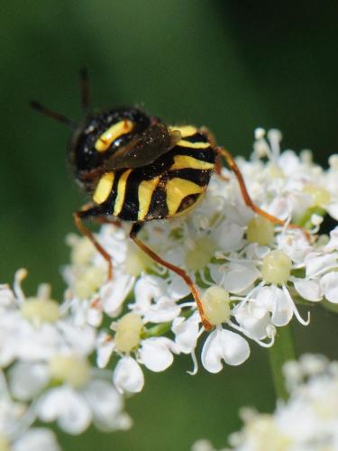 Stratiomys concinna