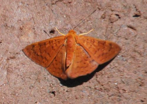 Réf. 94 130 : Emesis mandana
