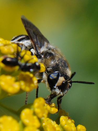 Stratiomys longicornis