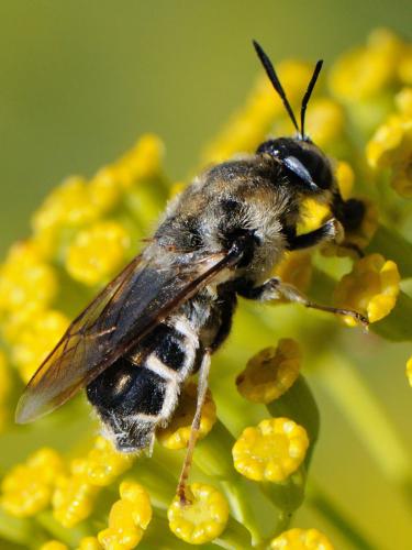 Stratiomys longicornis