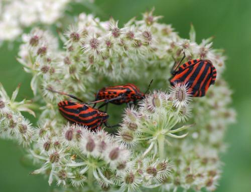 Graphosoma italicum