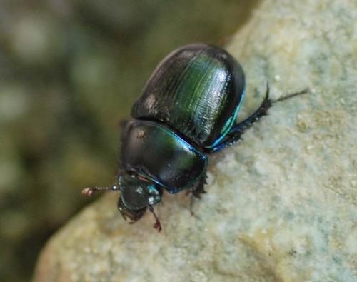 Anoplotrupes stercorosus