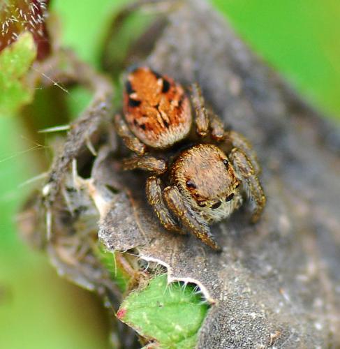 Réf. 94 791 : Evarcha arcuata