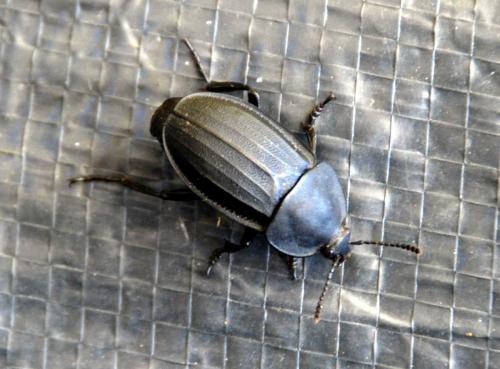 Réf. 94 563 : Silpha sp.