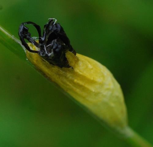 Zygaena filipendulae