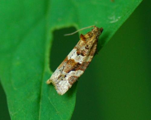 Réf. 94 106 : Argyrotaenia ljungiana