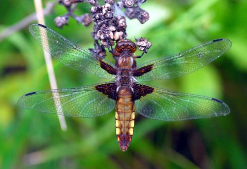 Libellula depressa