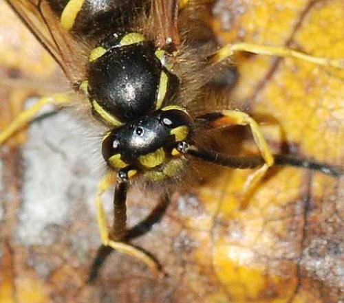Vespula vulgaris