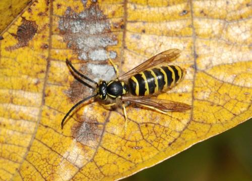 Vespula vulgaris