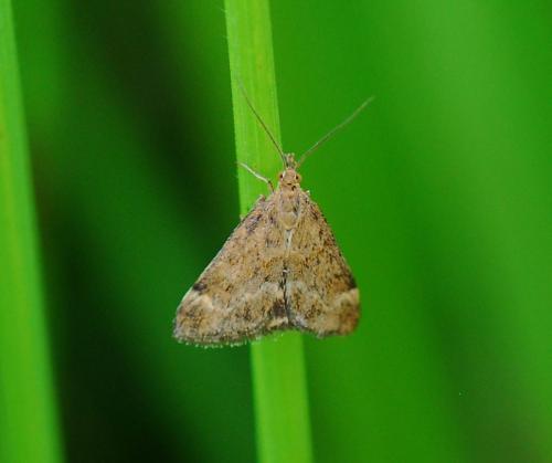 Pyrausta despicata
