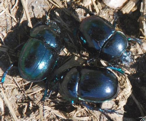 Réf. 94 992 : Trypocopris pyrenaeus