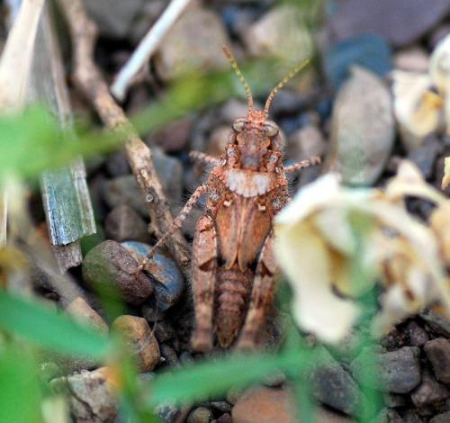 Réf. 94 054 : Acrotylus sp.