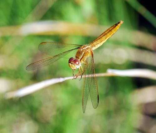 Réf. 94 276 : Crocothemis erythraea