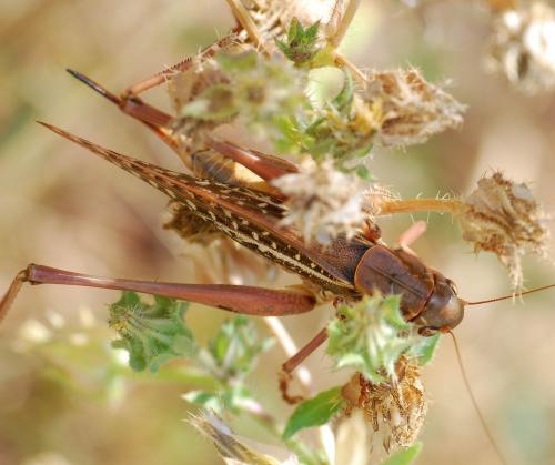 Réf. 94 015 : Decticus albifrons