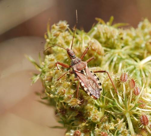 Réf. 94 217 : Rhynocoris erythropus