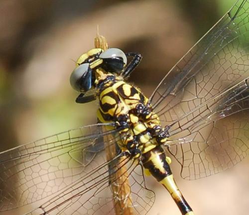 Onychogomphus forcipatus
