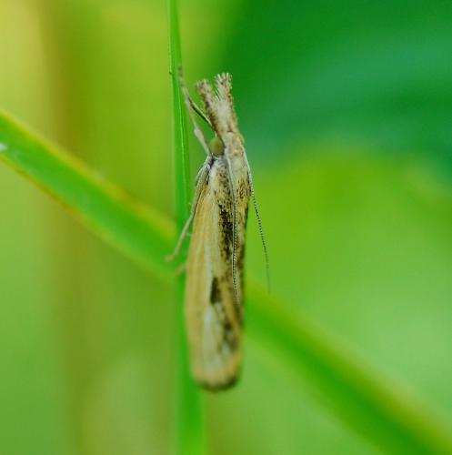 Agriphila inquinatella