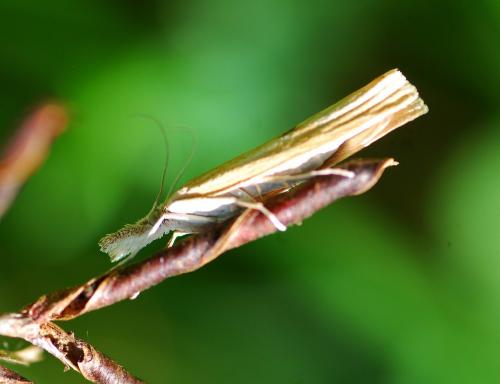 Réf. 94 539 : Agriphila inquinatella