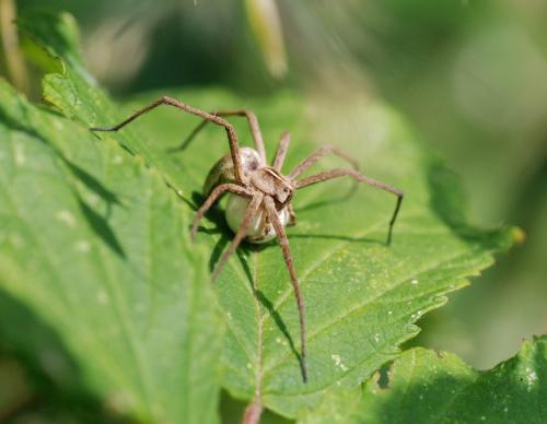 Pisaura mirabilis