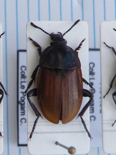 Silpha tyrolensis
