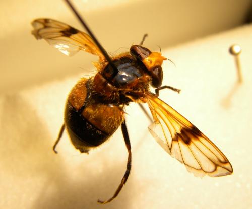 Volucella inflata
