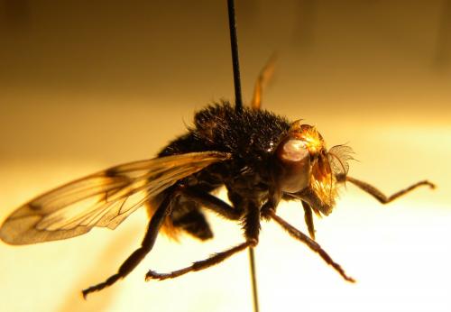 Volucella bombylans