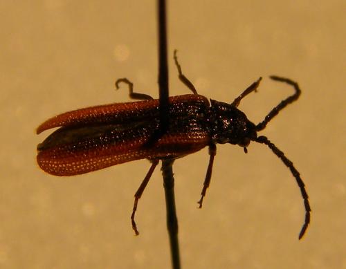 Omalisus fontisbellaquei