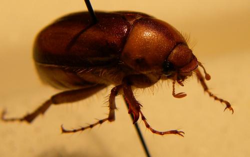 Rhizotrogus aestivus