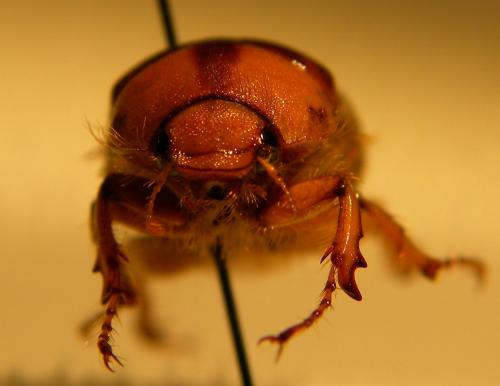 Réf. 94 483 : Rhizotrogus aestivus