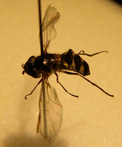 Meliscaeva auricollis