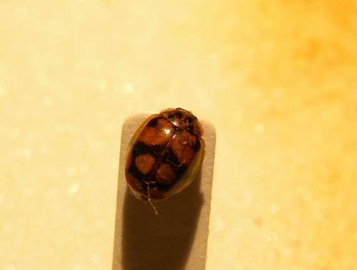 Adalia decempunctata